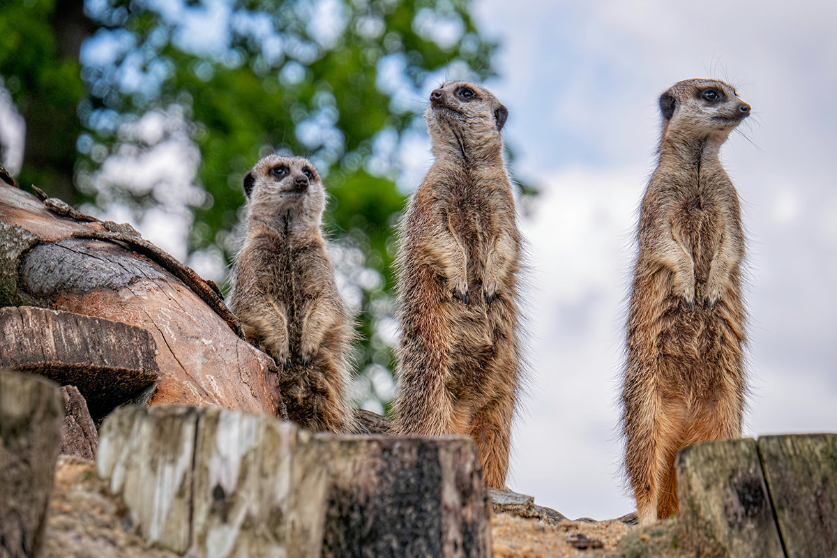 three meerkats scanning the horizon